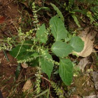 Pogostemon heyneanus Benth.